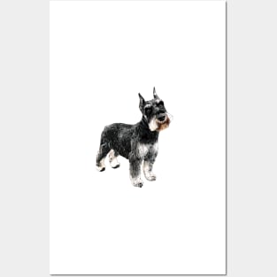 Mini Schnauzer Miniature Beauty Posters and Art